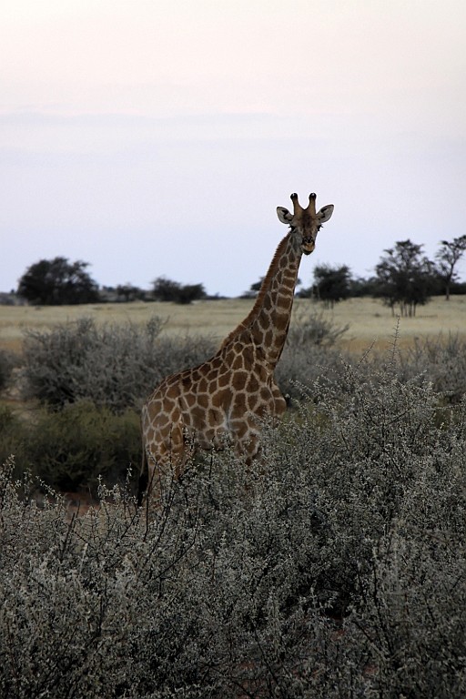 Namibie768.jpg