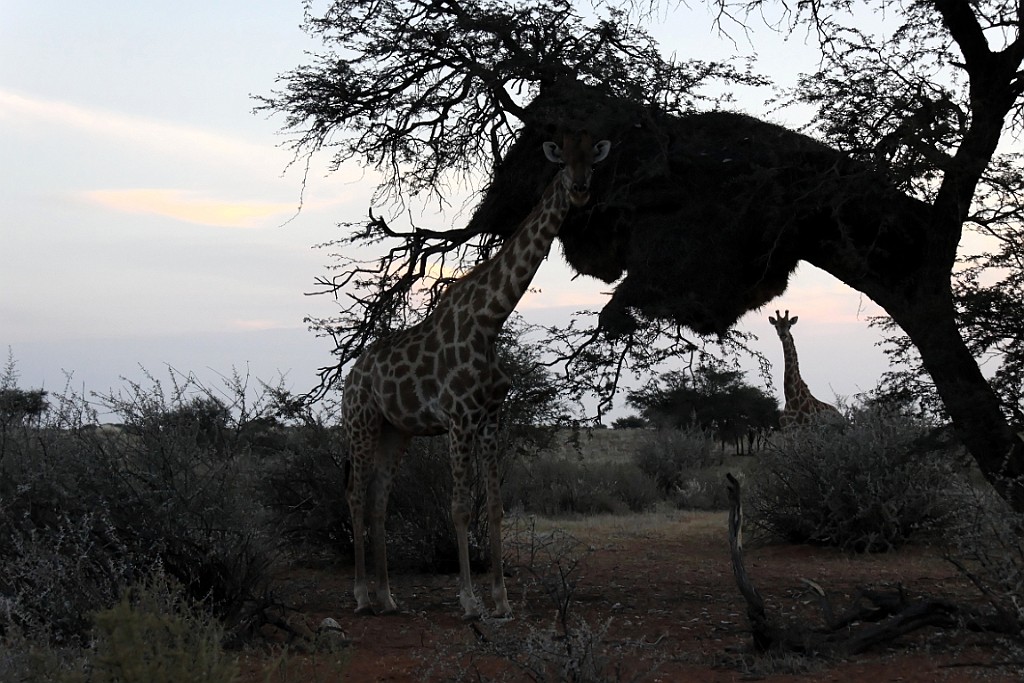 Namibie769.jpg