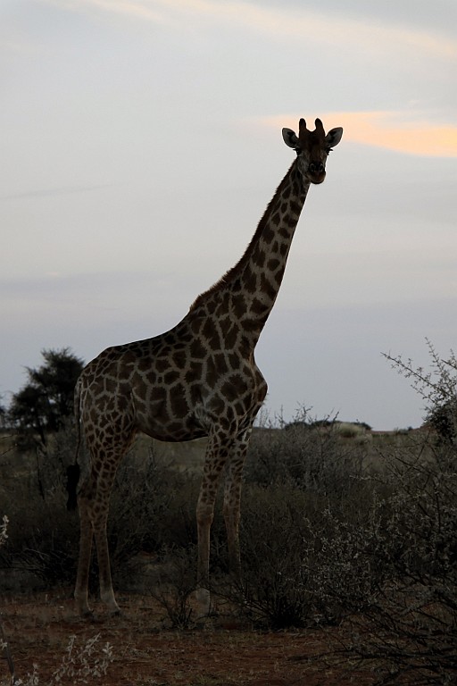 Namibie770.jpg
