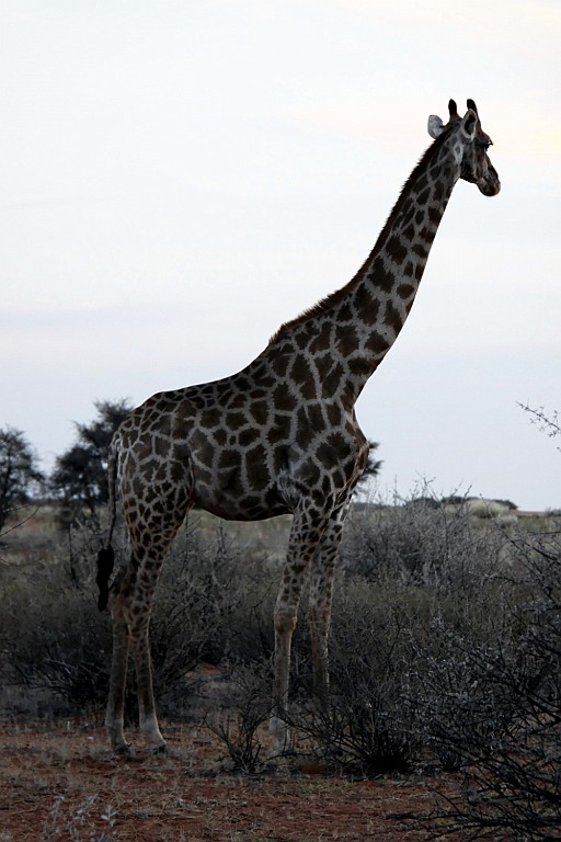 Namibie772.jpg