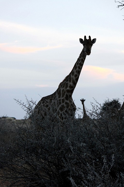 Namibie773.jpg