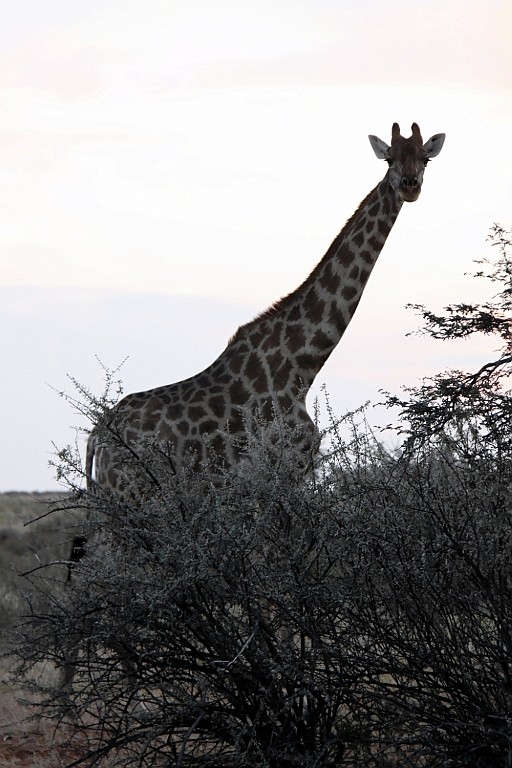 Namibie775.jpg