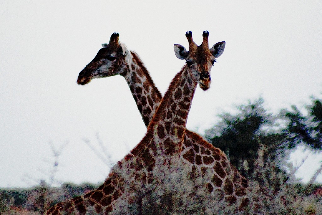 Namibie777.jpg