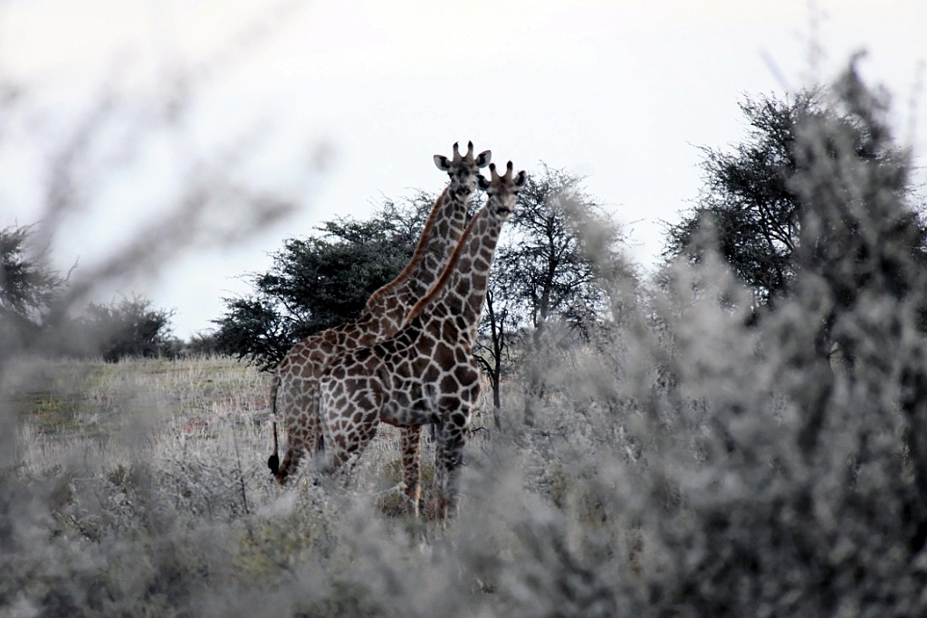 Namibie778.jpg
