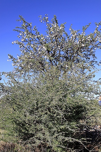 Namibie014