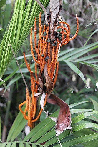 Namibie030