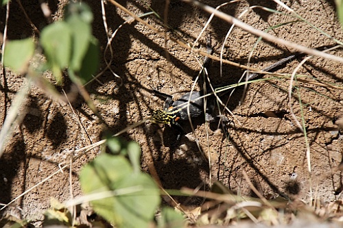 Namibie034