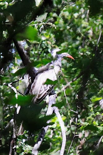 Namibie078
