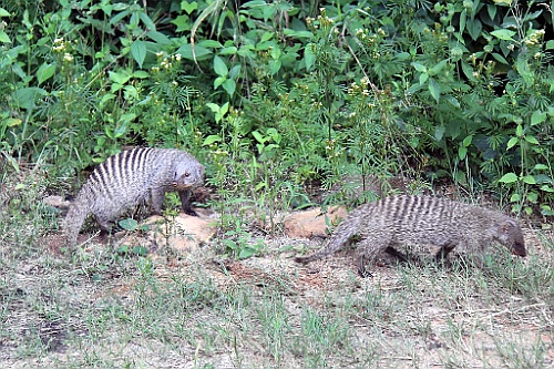 Namibie079