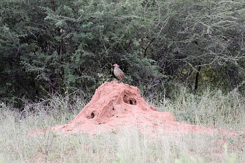 Namibie084