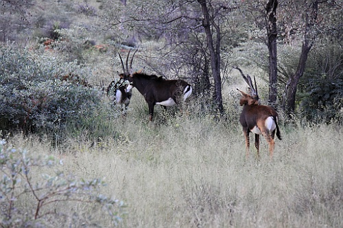 Namibie092
