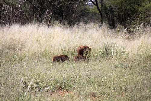 Namibie113