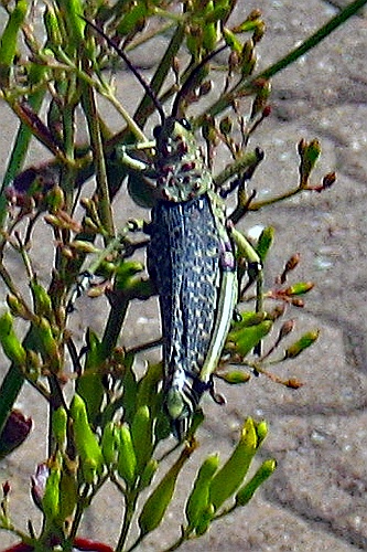 Namibie121