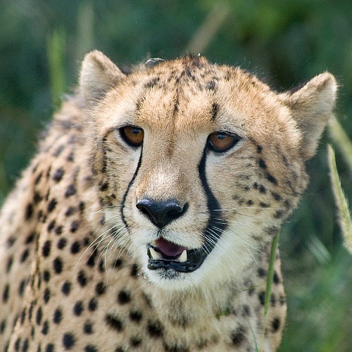 Namibie137
