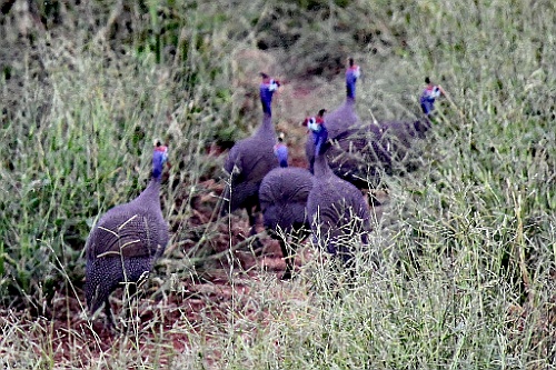 Namibie173