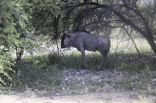 Namibie190
