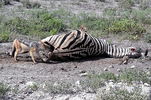 Namibie197