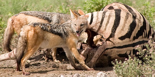 Namibie198