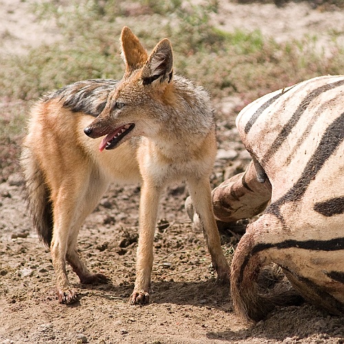 Namibie199