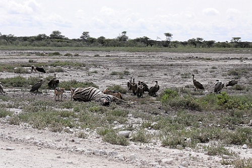 Namibie205