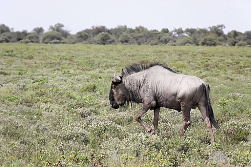 Namibie207