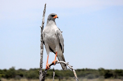 Namibie221