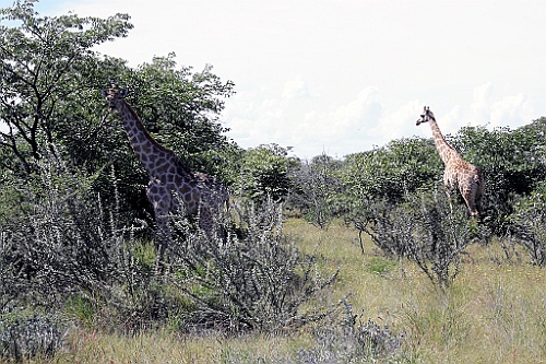 Namibie227