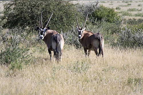 Namibie234