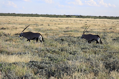 Namibie244