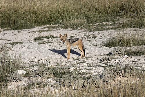 Namibie246