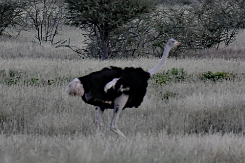 Namibie248