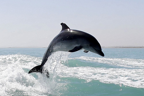 Namibie449