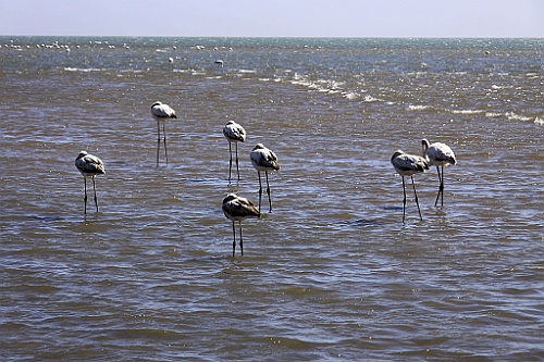 Namibie516