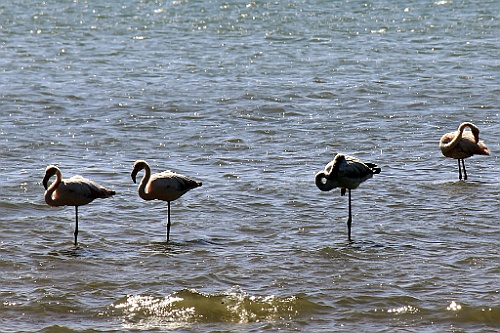 Namibie520