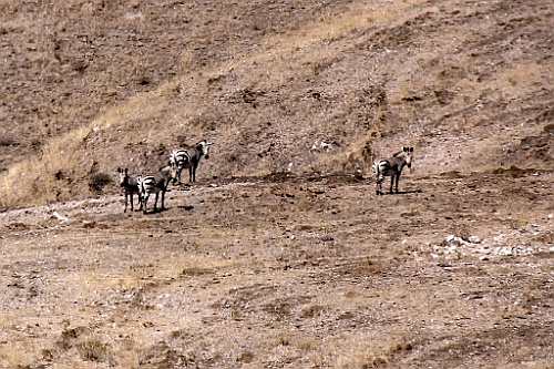 Namibie536