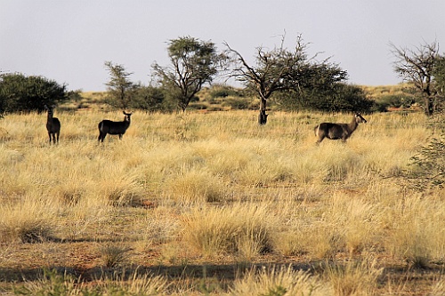 Namibie742