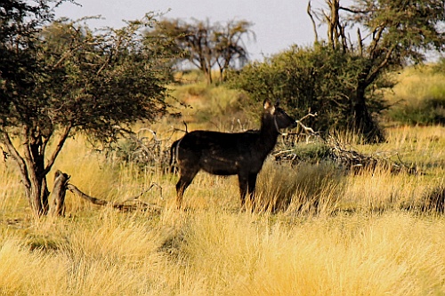 Namibie744