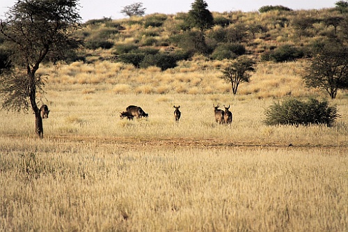 Namibie746