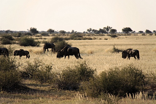 Namibie748
