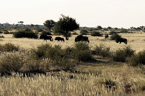 Namibie749