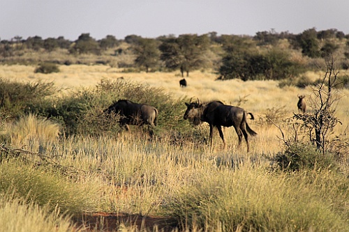 Namibie751