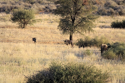 Namibie753