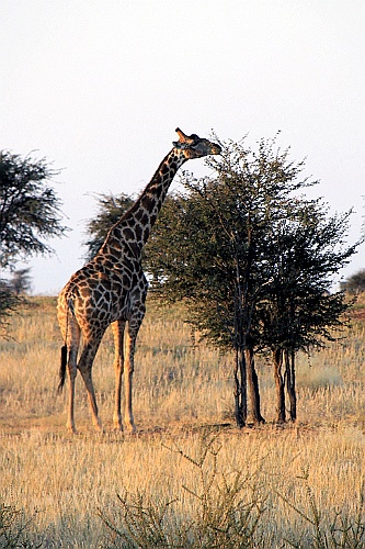 Namibie758