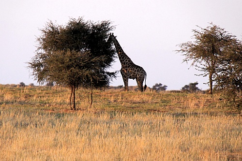 Namibie759