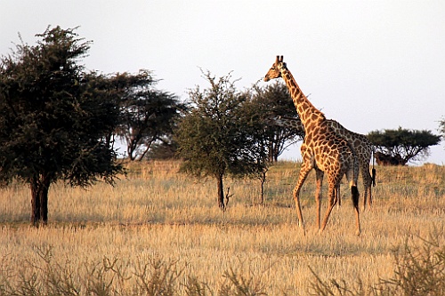 Namibie761