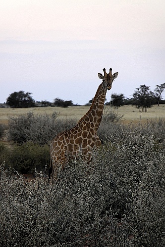 Namibie768