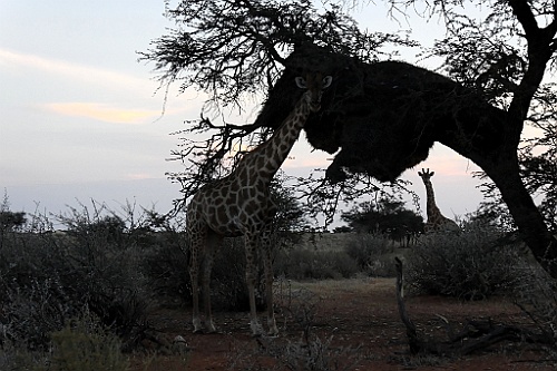 Namibie769