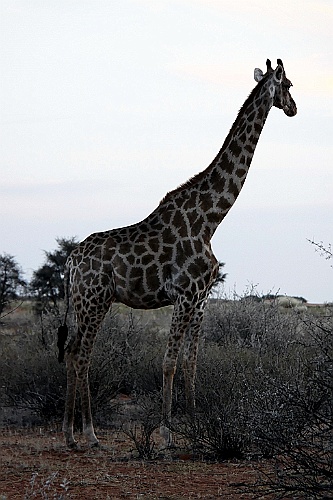 Namibie772