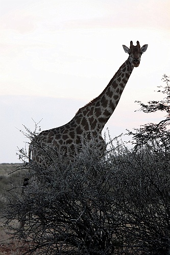 Namibie775
