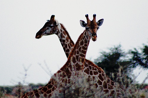 Namibie777